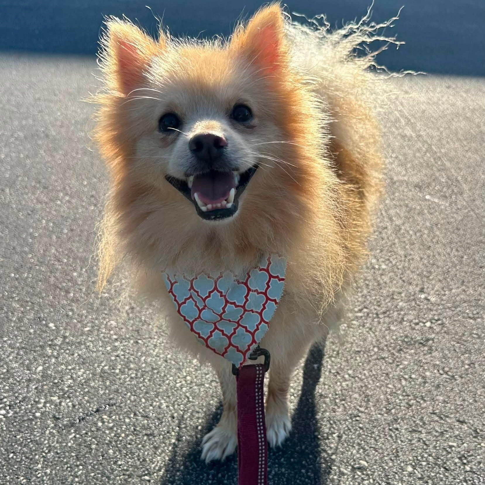 Enlarge Tusk, a Adoptable Pomeranian in Hartland, WI image 3/6