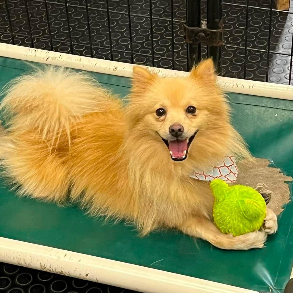 Enlarge Tusk, a Adoptable Pomeranian in Hartland, WI image 5/6