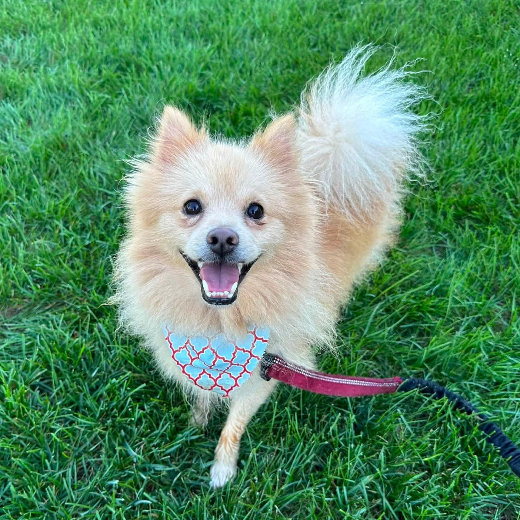 Tusk, Adoptable, Young Male Pomeranian.