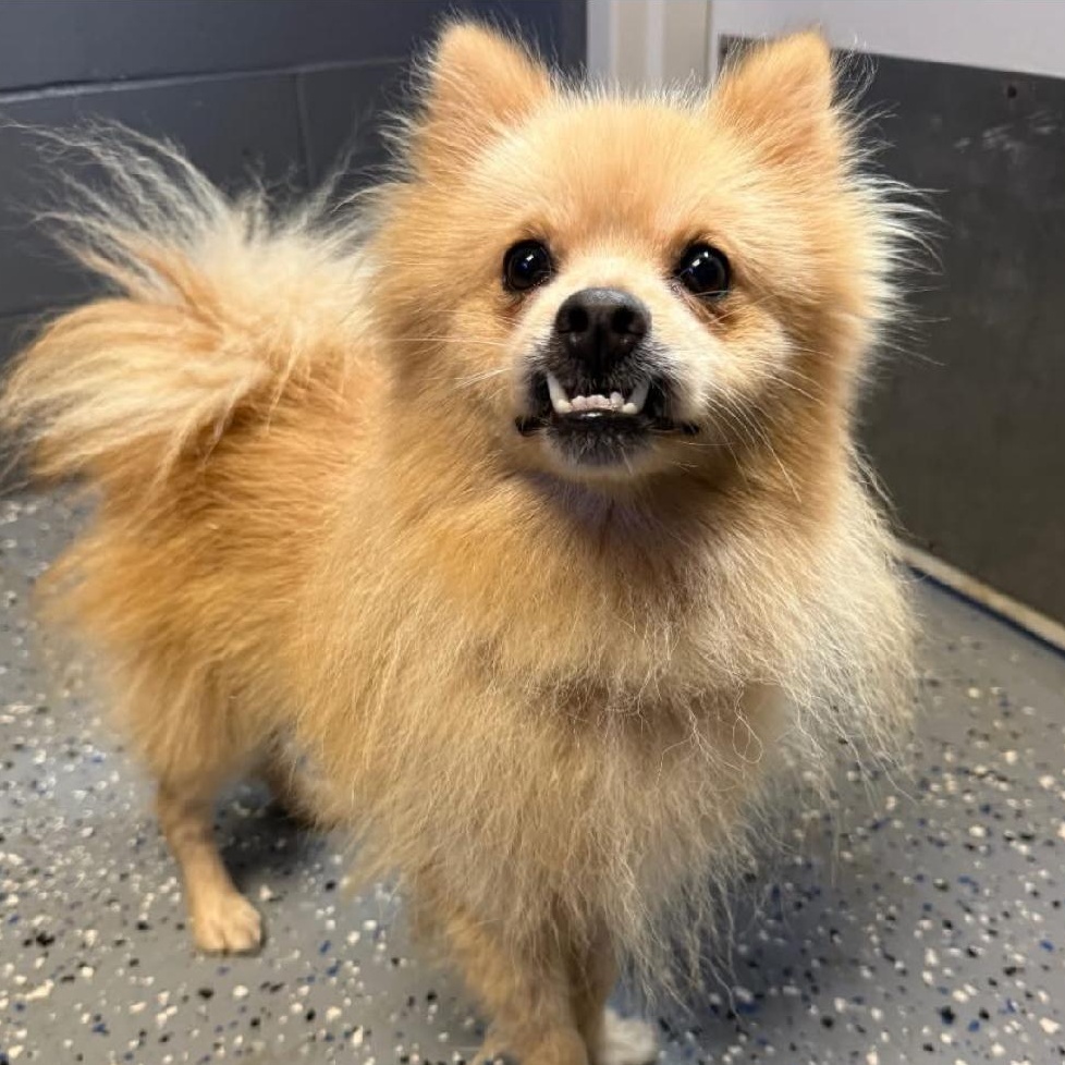Enlarge Tusk, a Adoptable Pomeranian in Hartland, WI image 4/6