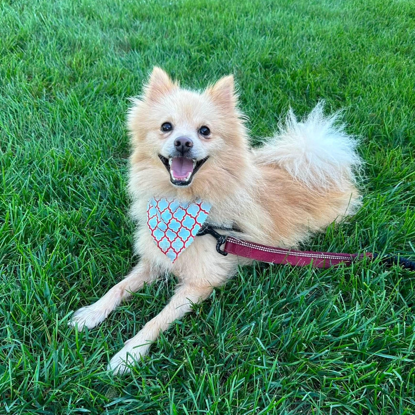 Enlarge Tusk, a Adoptable Pomeranian in Hartland, WI image 2/6