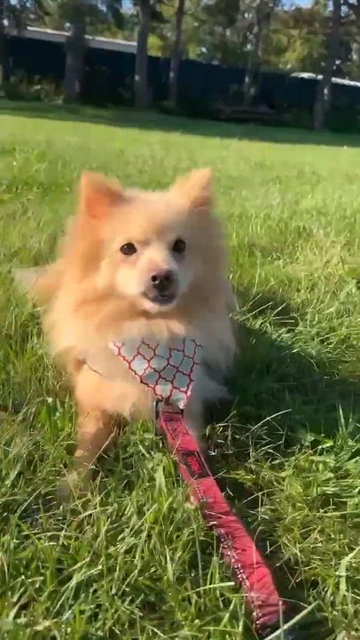 Enlarge Tusk, a Adoptable Pomeranian in Hartland, WI video 6/6