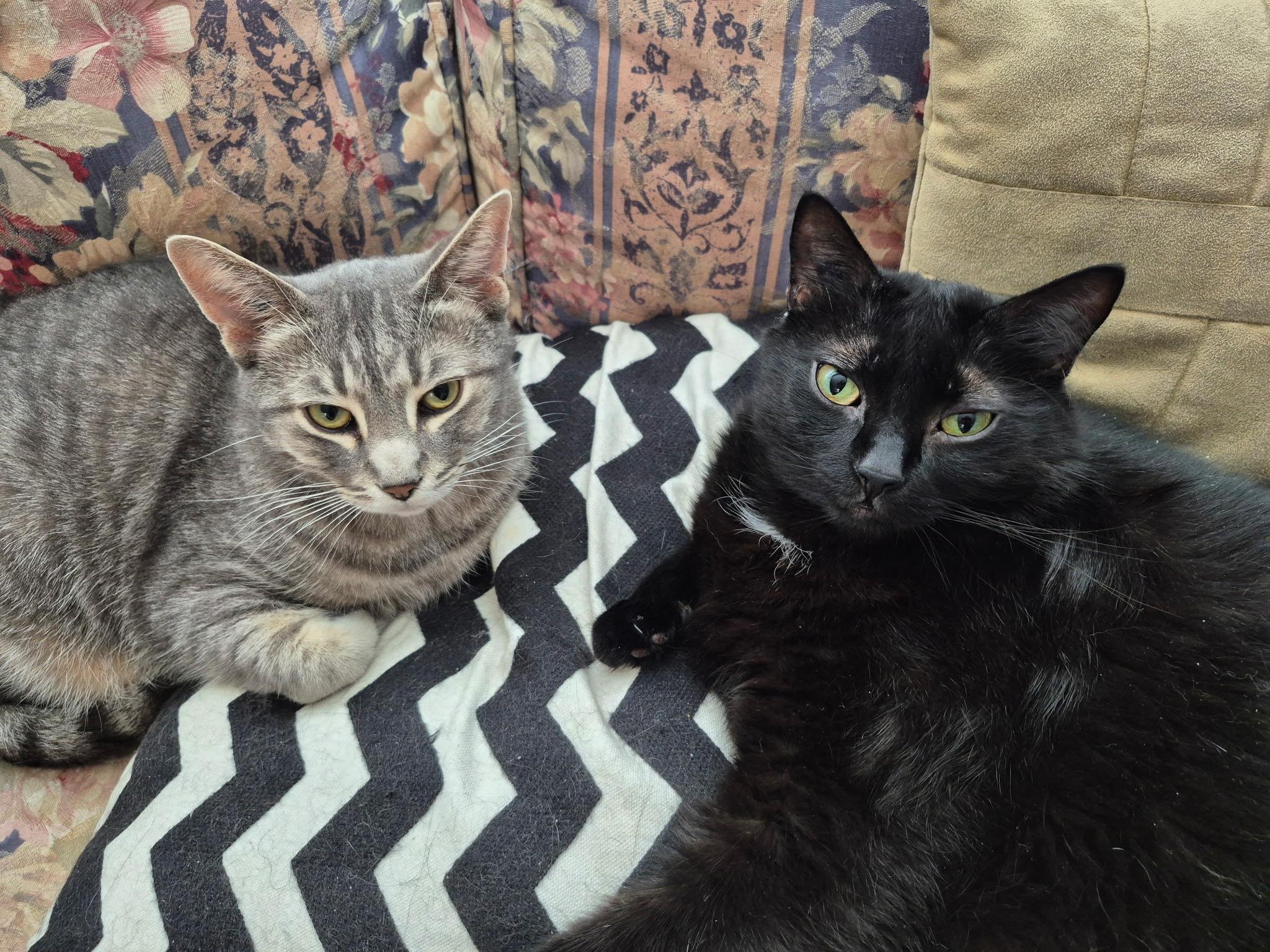 Hades - ADOPTION BY DONATION, an adoptable Domestic Short Hair in BURNABY, BC, V3J 1N3 | Photo Image 3