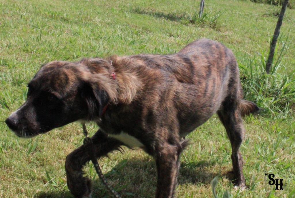 Baby Girl, Adoptable, Adult Female Border Collie.