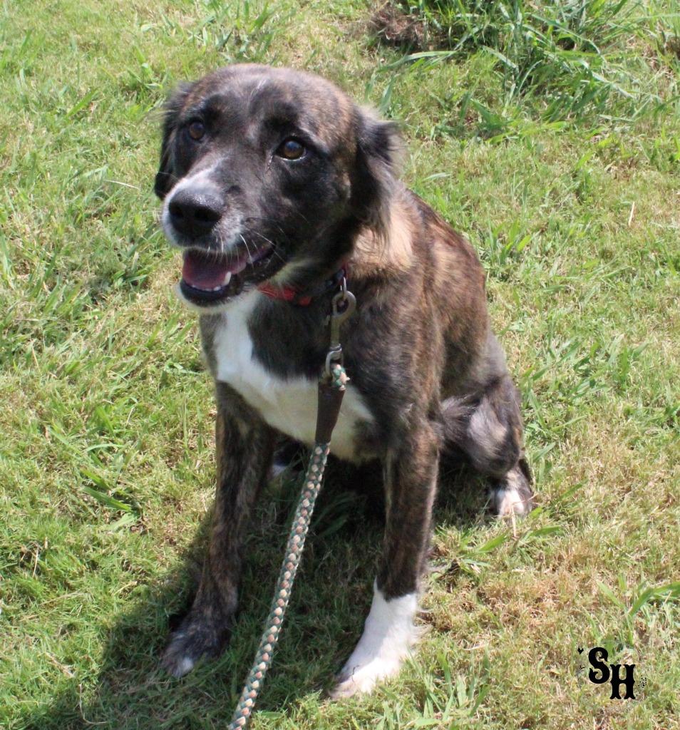 Enlarge Baby Girl, a Adoptable Border Collie in Kemp, TX image 2/6