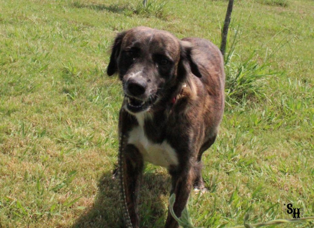 Enlarge Baby Girl, a Adoptable Border Collie in Kemp, TX image 3/6