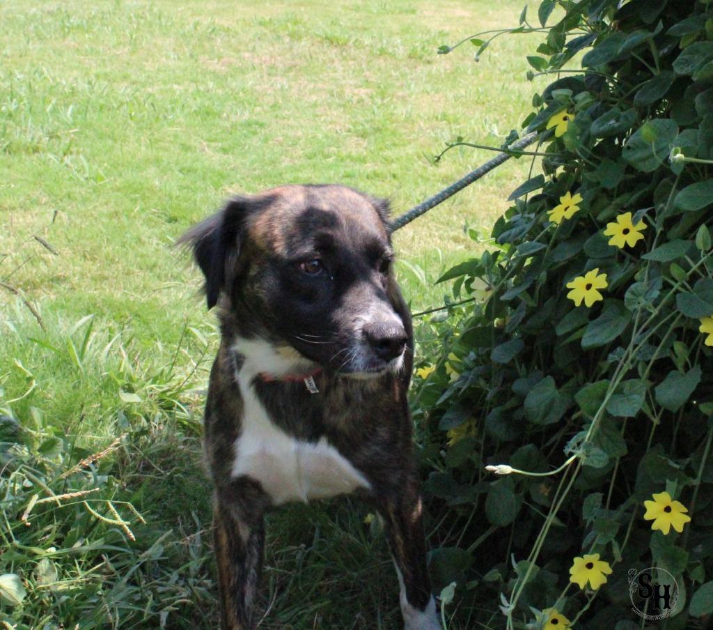 Enlarge Baby Girl, a Adoptable Border Collie in Kemp, TX image 4/6