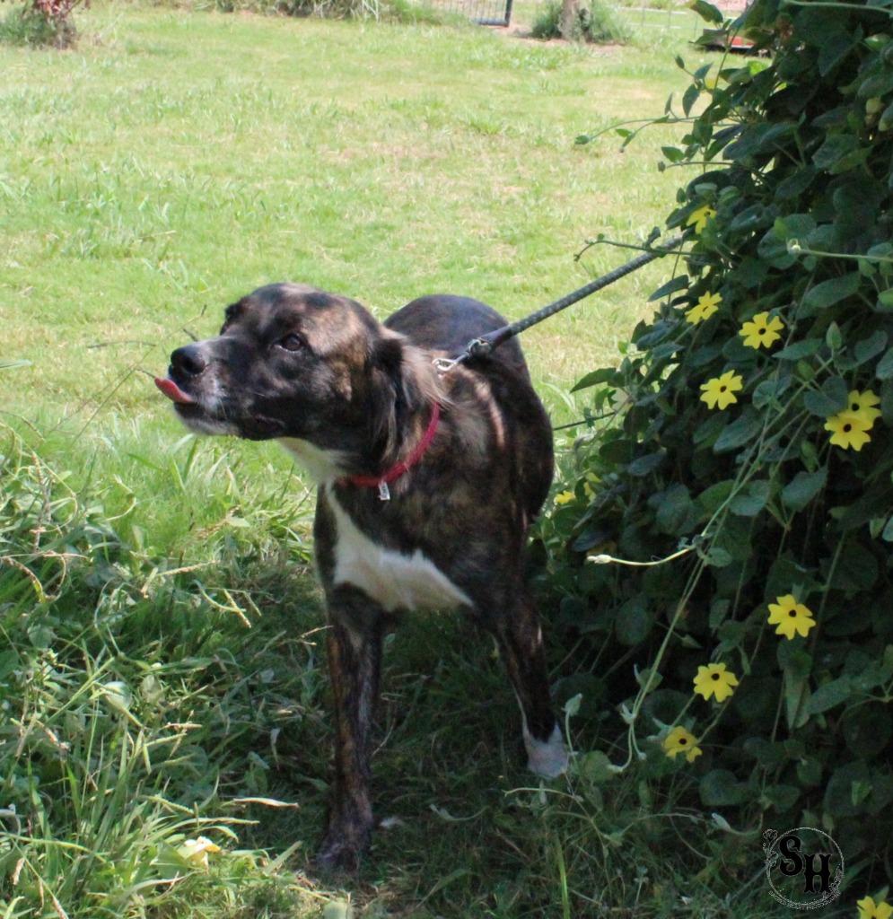 Enlarge Baby Girl, a Adoptable Border Collie in Kemp, TX image 5/6