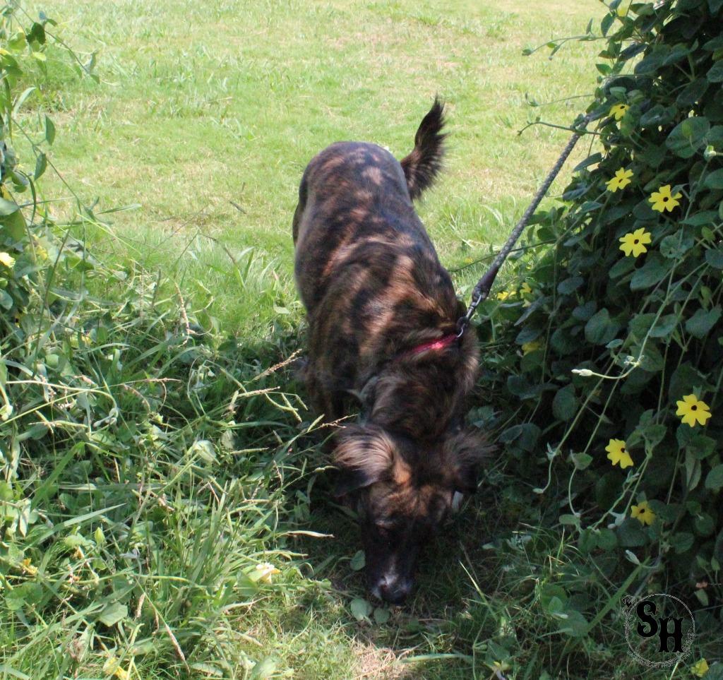 Enlarge Baby Girl, a Adoptable Border Collie in Kemp, TX image 6/6