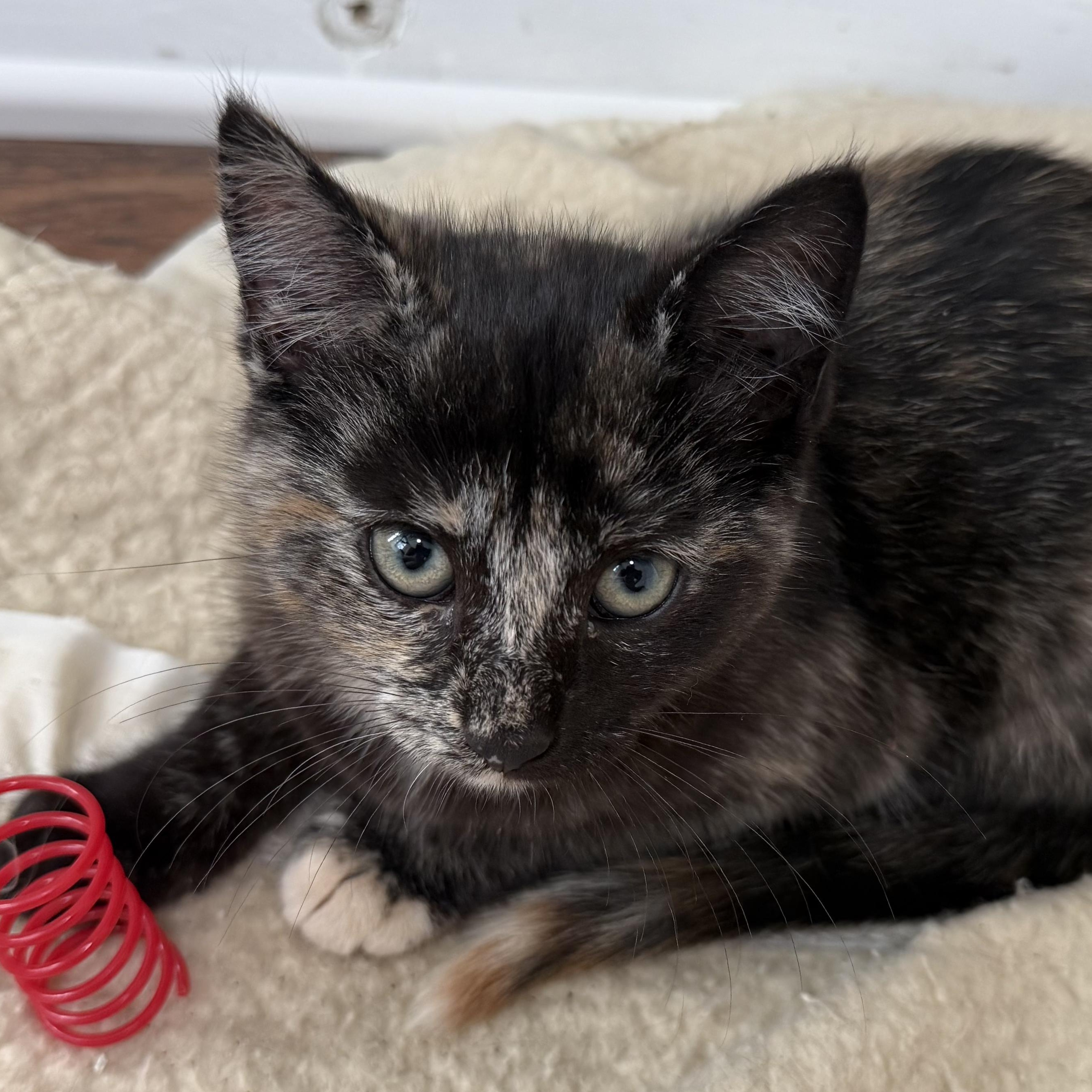 Enlarge Marie, a Adoptable Domestic Short Hair in Buffalo, NY image 2/2