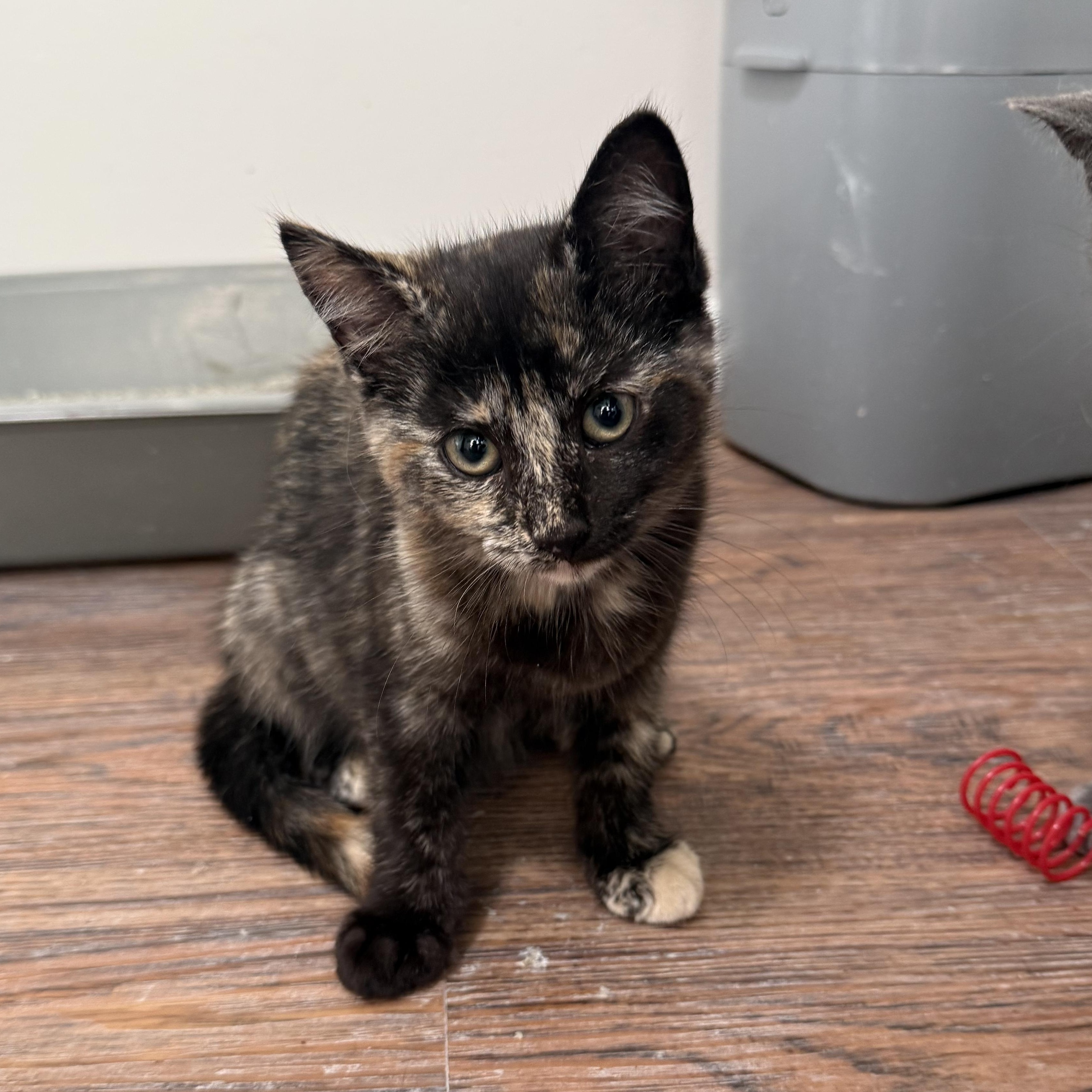 Enlarge Marie, a Adoptable Domestic Short Hair in Buffalo, NY image 1/2