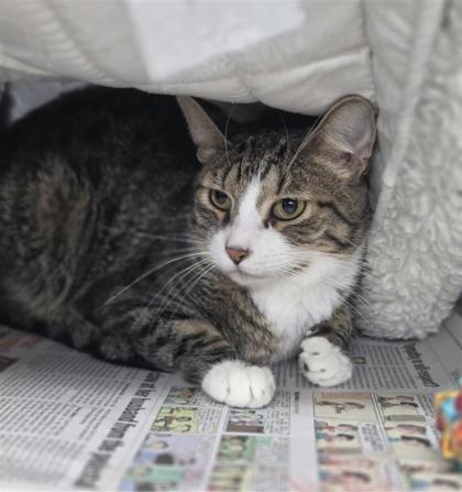 Damon, Adoptable, Adult Male Domestic Short Hair & Domestic Short Hair.