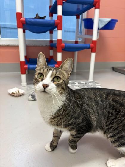 Damon, Adoptable, Adult Male Domestic Short Hair & Domestic Short Hair.