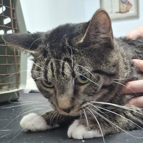 Creep, Adoptable, Young Male Domestic Short Hair.