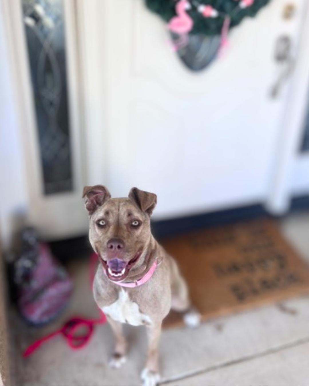 Lily, a ADOPTABLE mixed breed in Valley Village, CA image 5/5