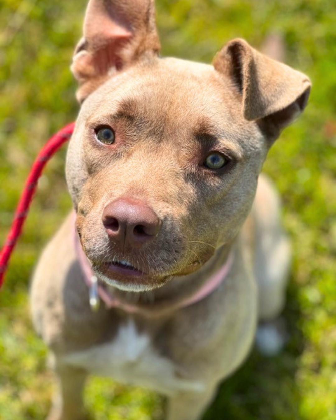 Lily, a ADOPTABLE mixed breed in Valley Village, CA image 4/5