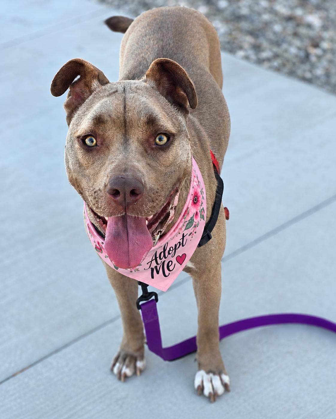 Enlarge Lily, a Adoptable mixed breed in Valley Village, CA image 3/6