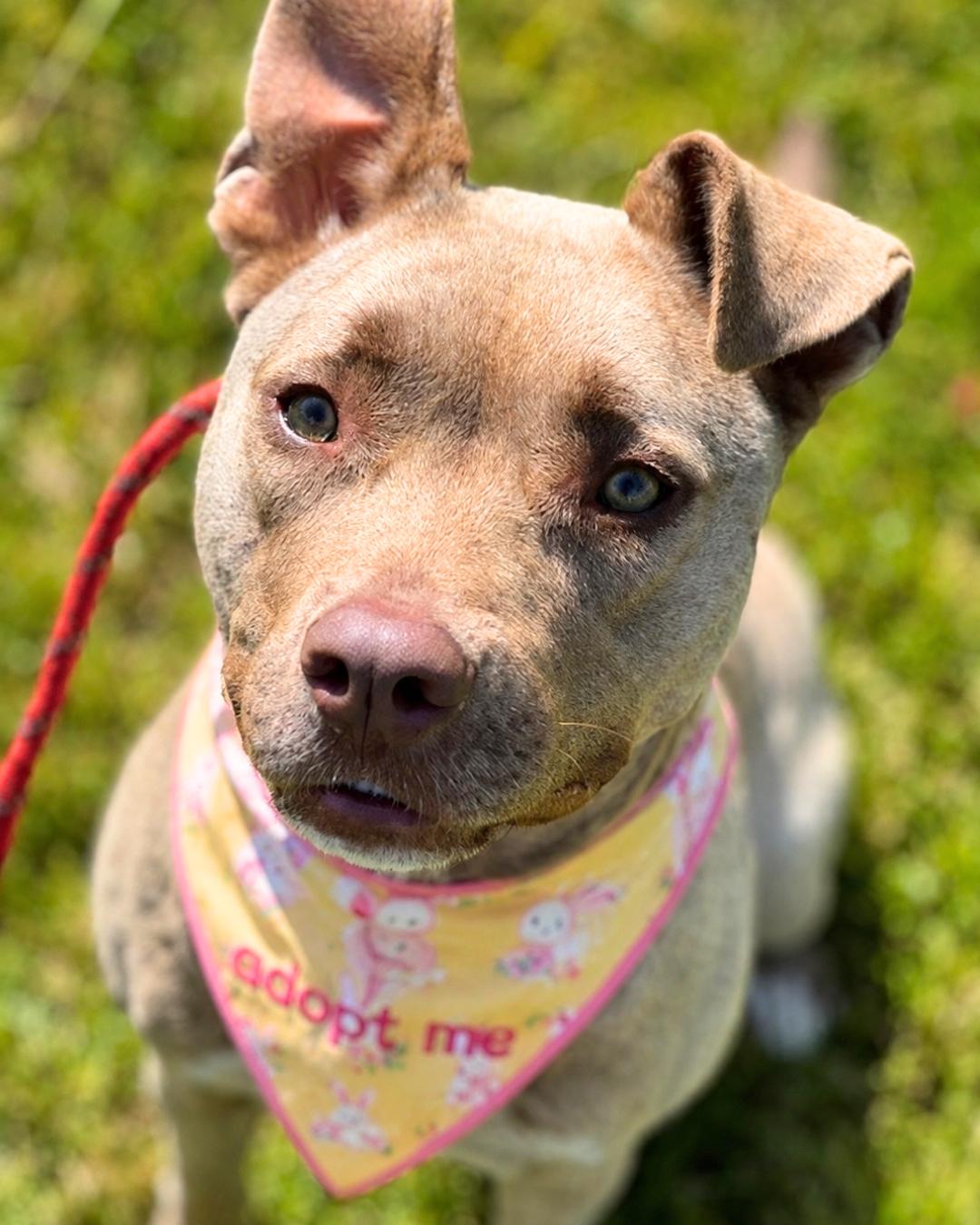 Lily, Adoptable, Young Female Pit Bull Terrier & Husky.