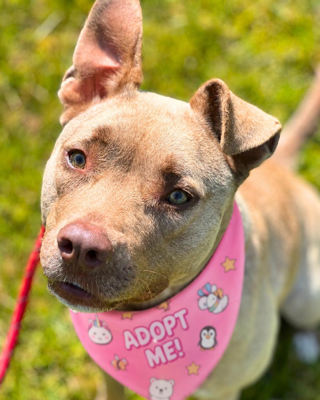 Lily, a ADOPTABLE mixed breed in Valley Village, CA image 1/5