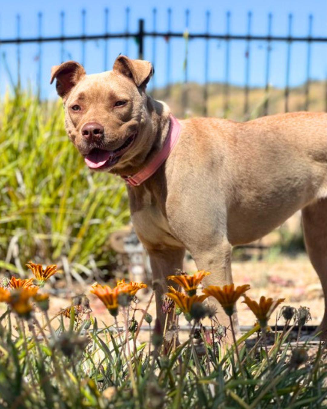 Lily, a ADOPTABLE mixed breed in Valley Village, CA image 2/5