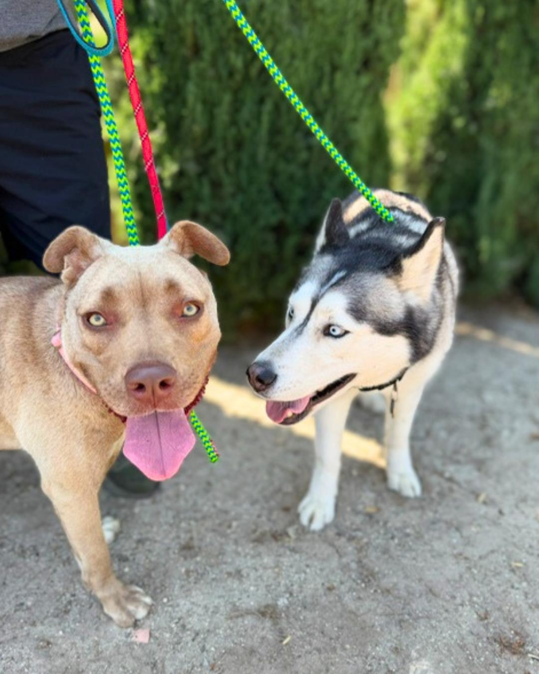 Lily, a ADOPTABLE mixed breed in Valley Village, CA image 3/5