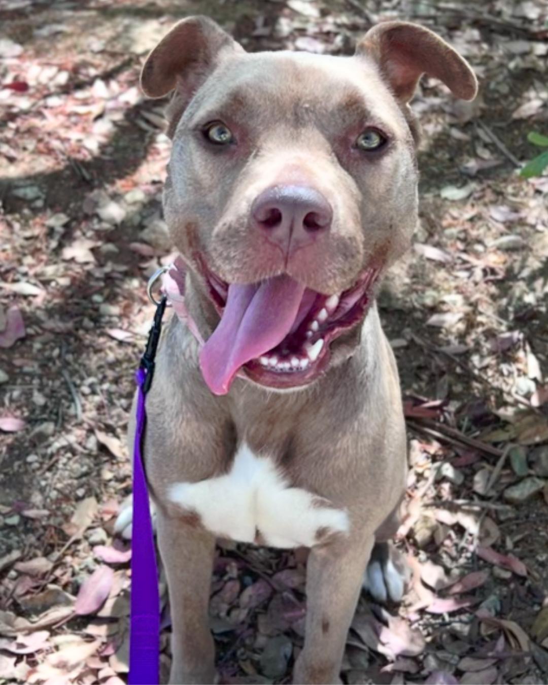 Enlarge Lily, a Adoptable mixed breed in Valley Village, CA image 2/6
