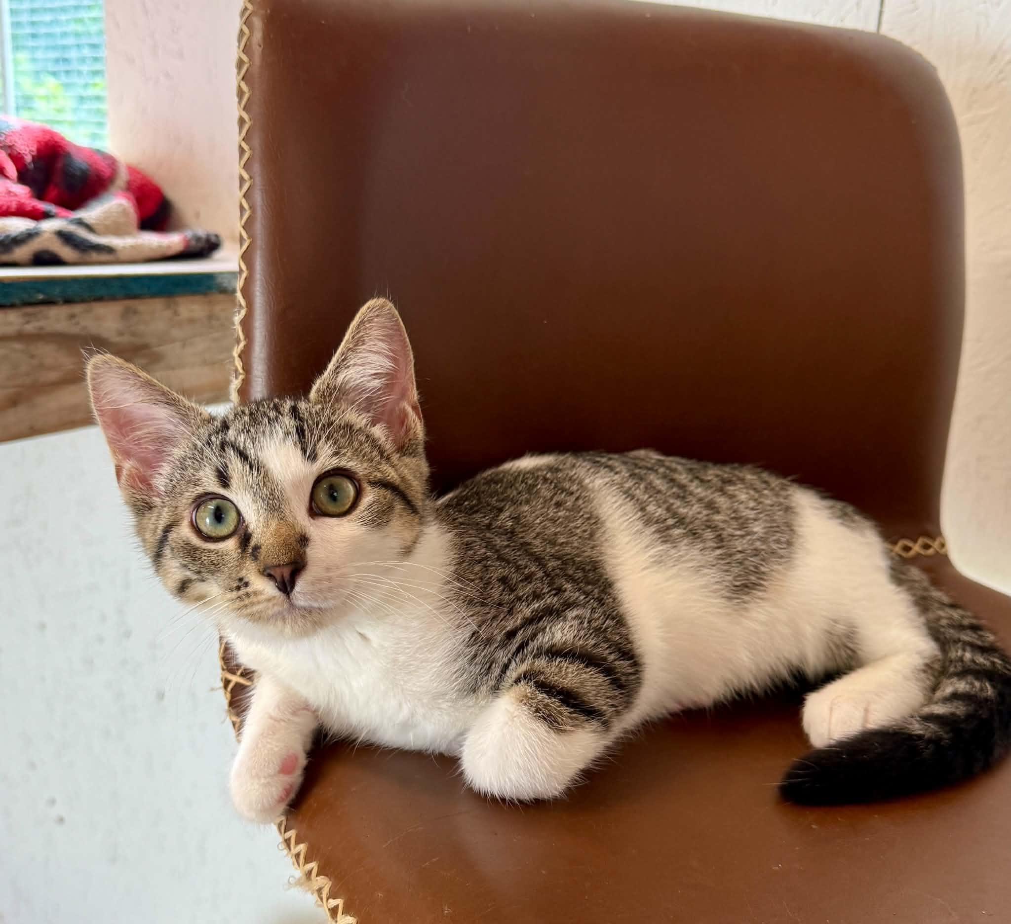 Gunner, a ADOPTABLE Domestic Short Hair in Talbott, TN image 4/6