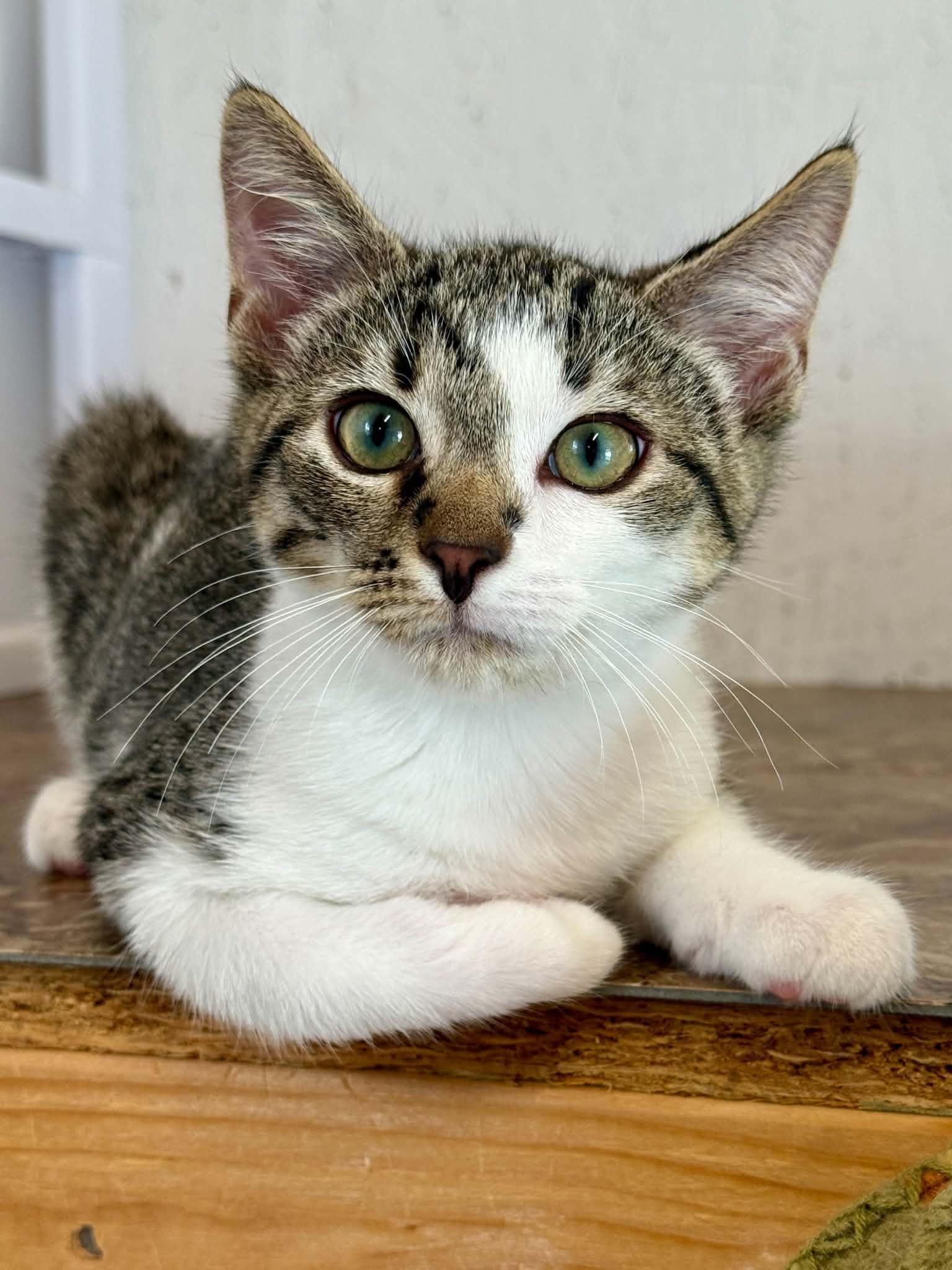 Gunner, a ADOPTABLE Domestic Short Hair in Talbott, TN image 2/6