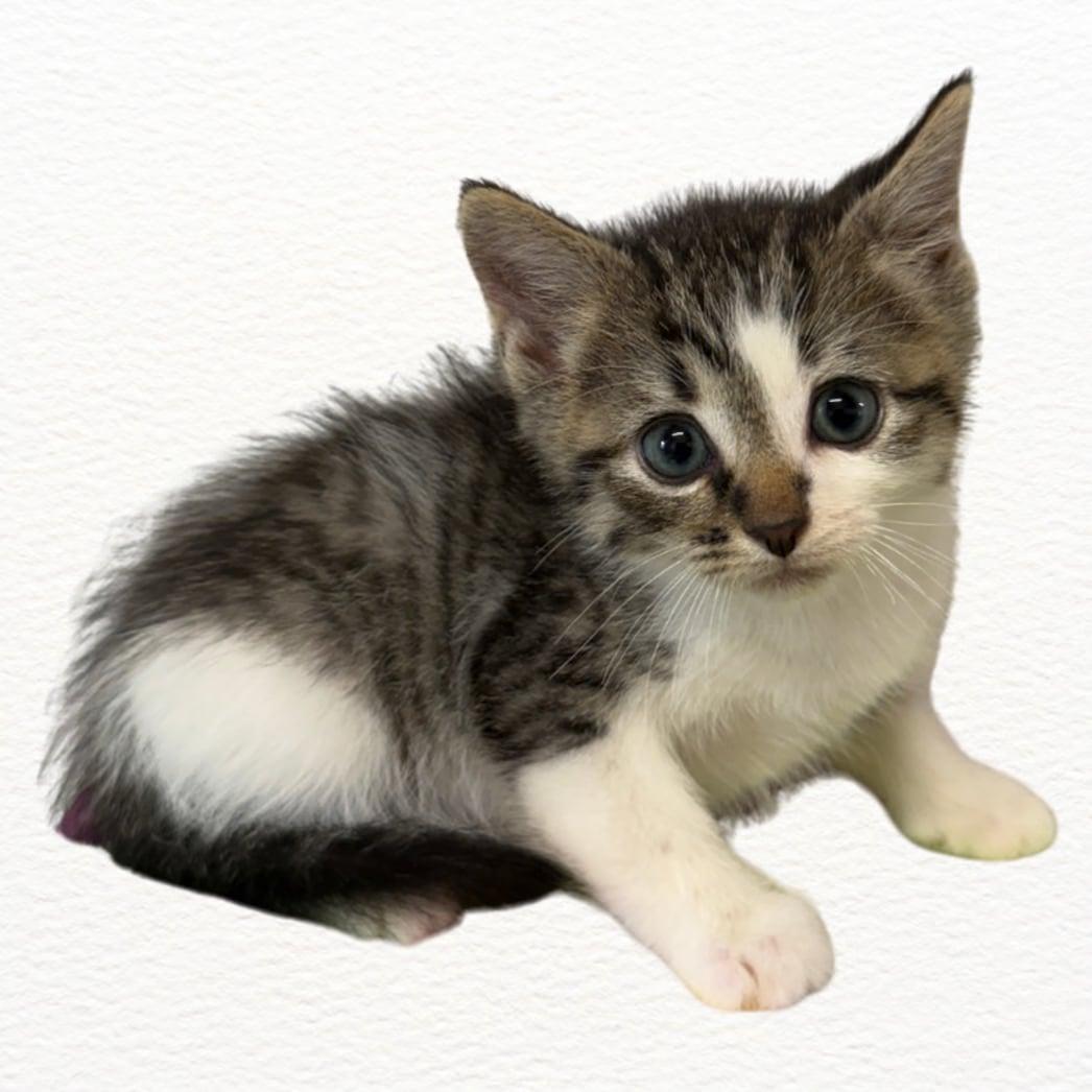 Gunner, a ADOPTABLE Domestic Short Hair in Talbott, TN image 5/6