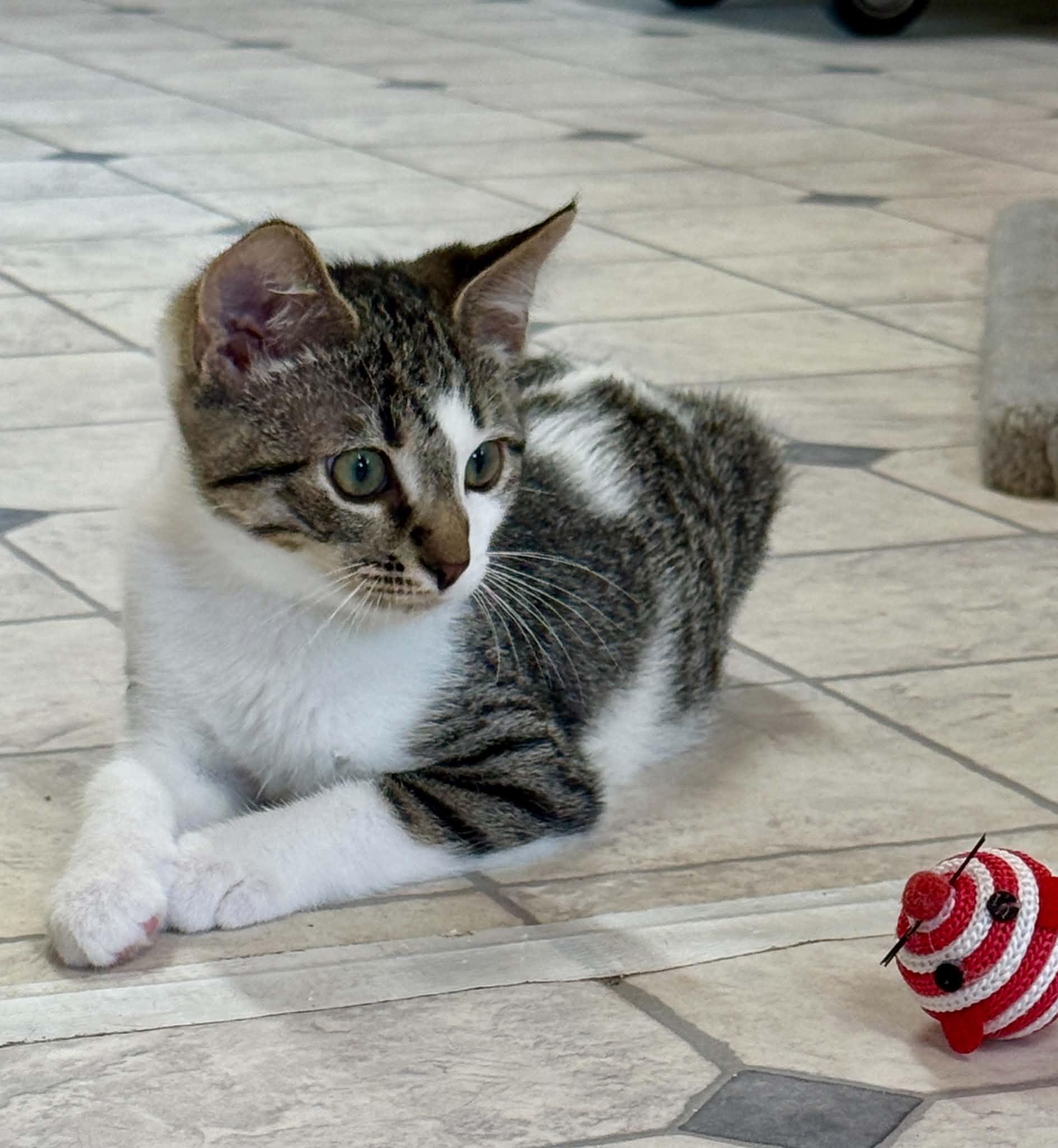 Gunner, ADOPTABLE, Kitten Male Domestic Short Hair.