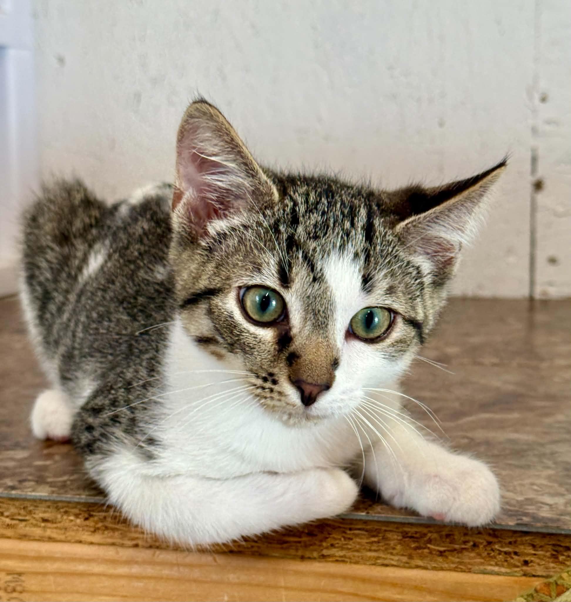 Gunner, a ADOPTABLE Domestic Short Hair in Talbott, TN image 3/6