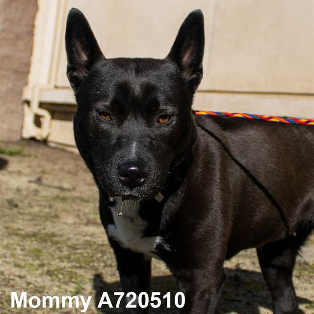 MOMMY, Adoptable, Young Female Pit Bull Terrier.