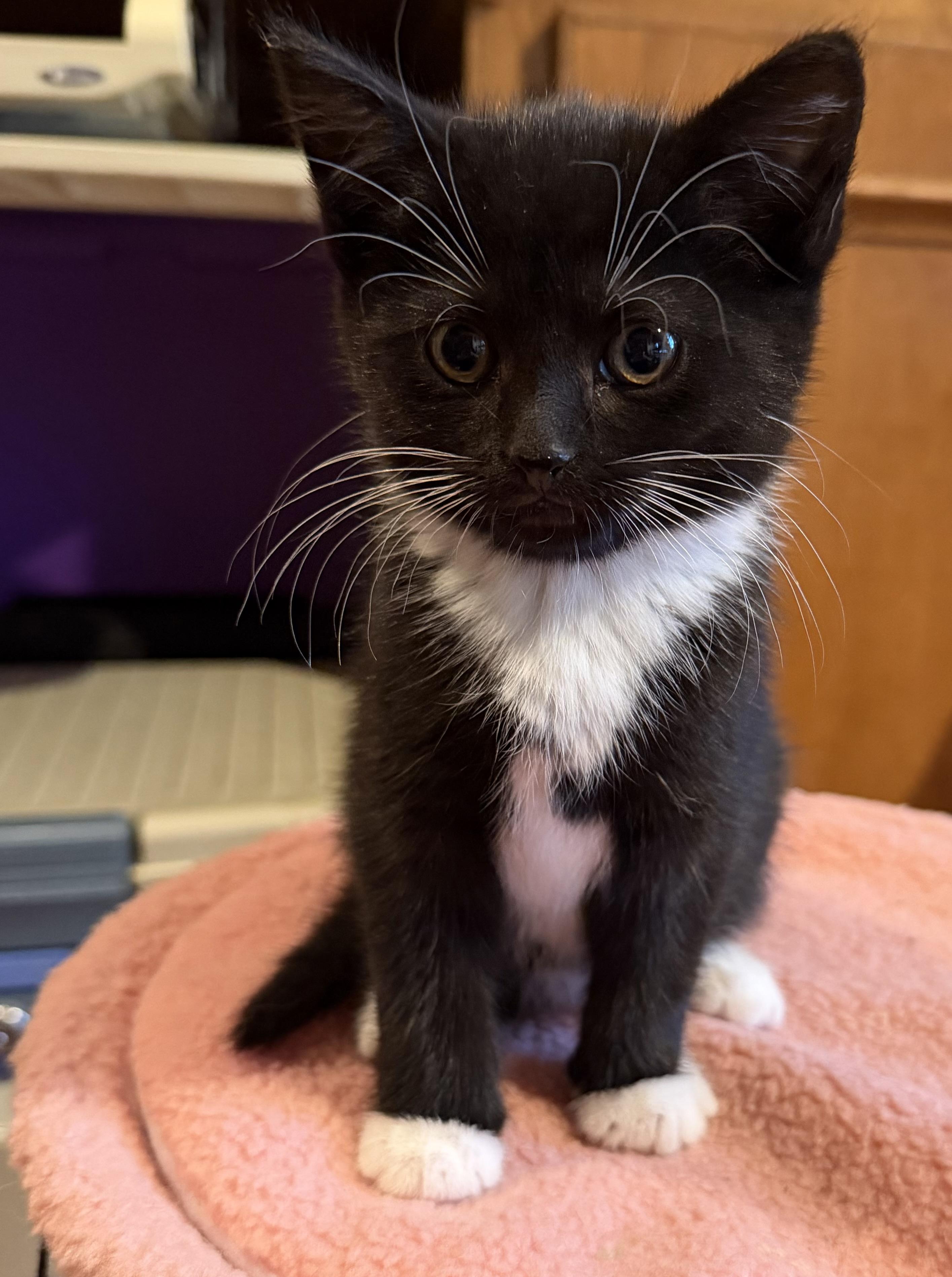 Maryland , adopted, Kitten Female Domestic Short Hair.