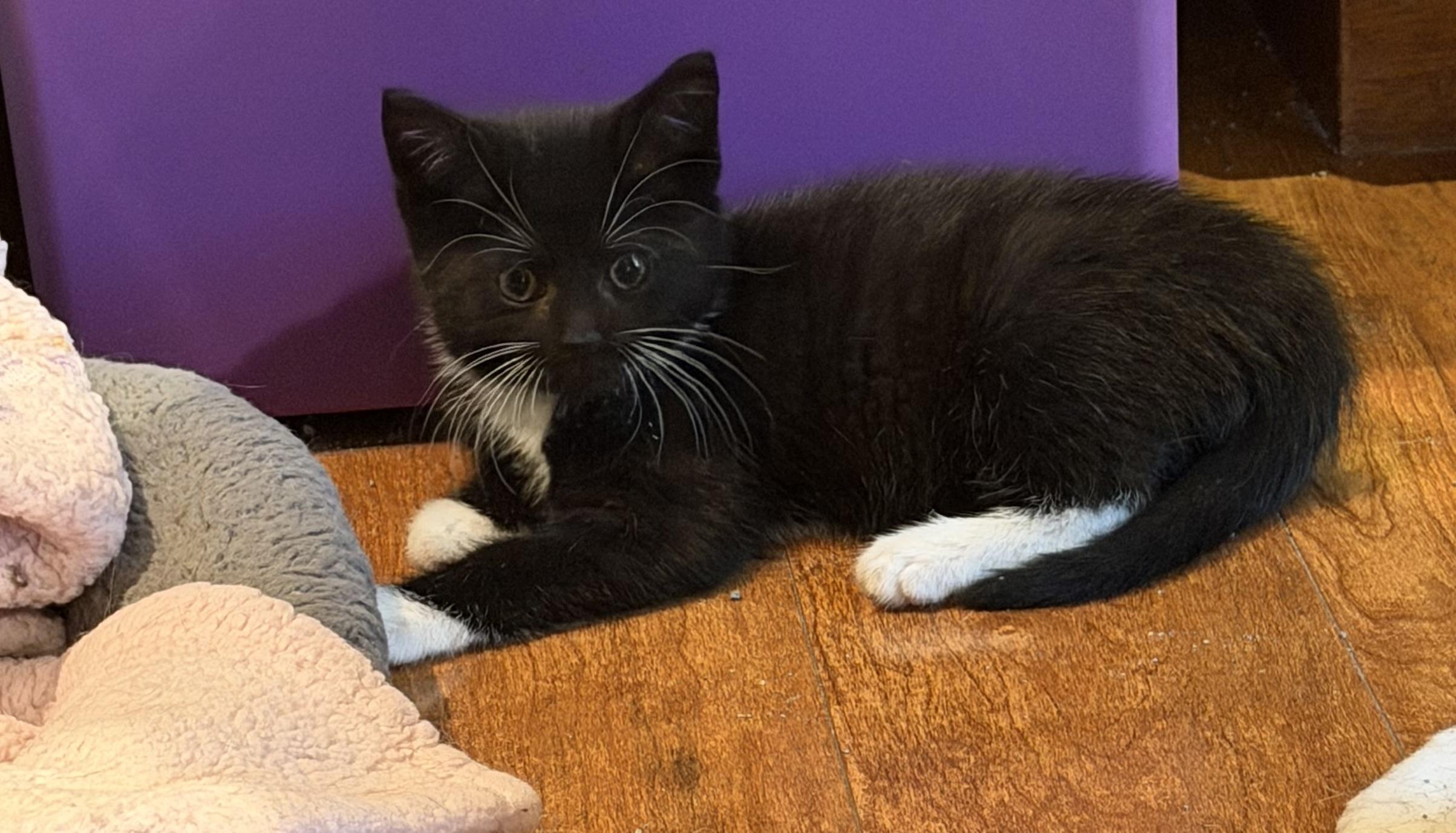 Enlarge Maryland , an adopted Domestic Short Hair in Williamsville, NY image 2/2