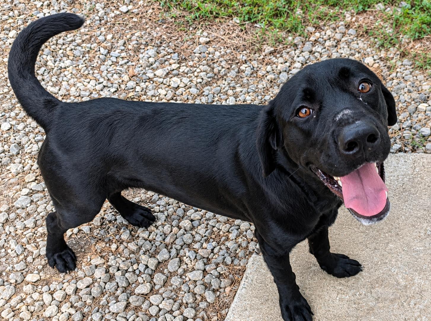 Peter, ADOPTABLE, Young Male Black Labrador Retriever.