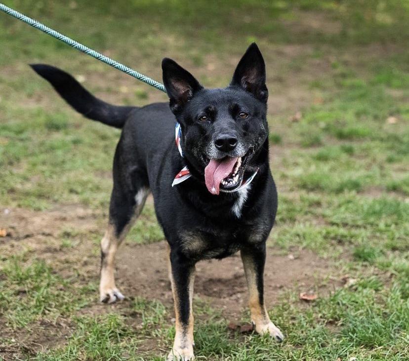 Waffles Aka Mrs. Woowoo thumbnail 3