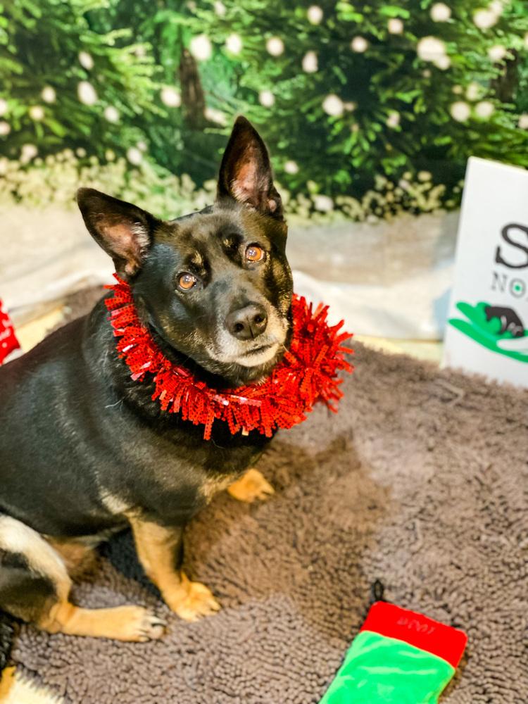 Waffles Aka Mrs. Woowoo thumbnail 5