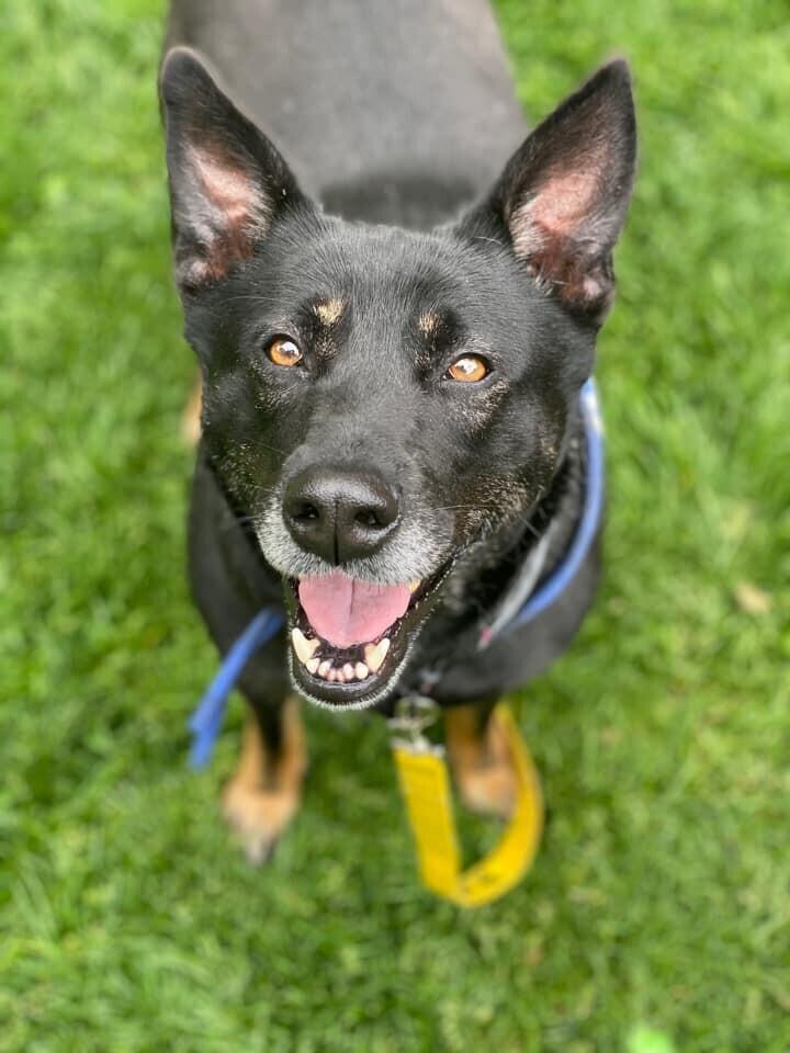 Waffles Aka Mrs. Woowoo thumbnail 6