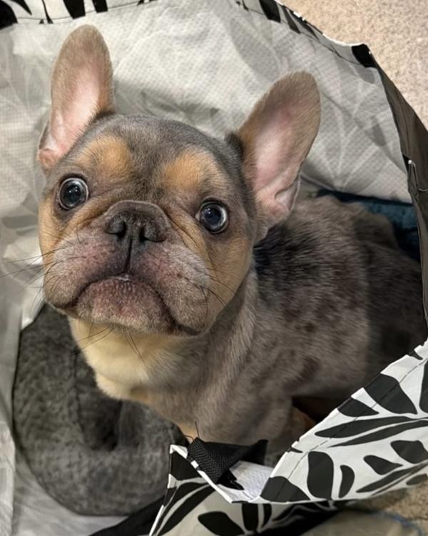Zeus, Adoptable, Adult Male French Bulldog.