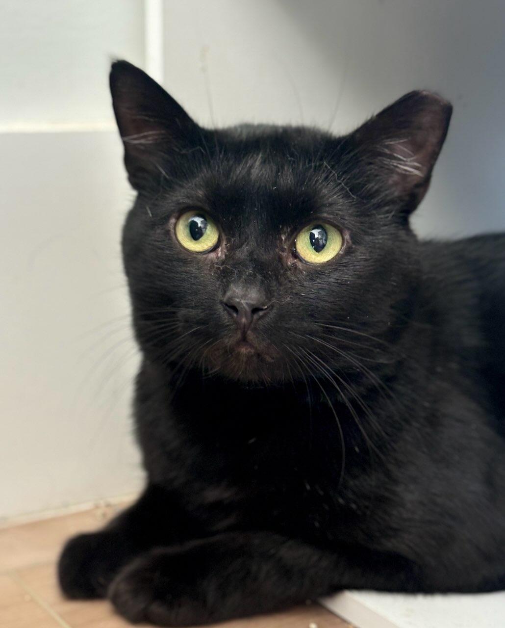 Enlarge Wishing Well, a Adopted Domestic Short Hair in Wilmington, NC image 1/4