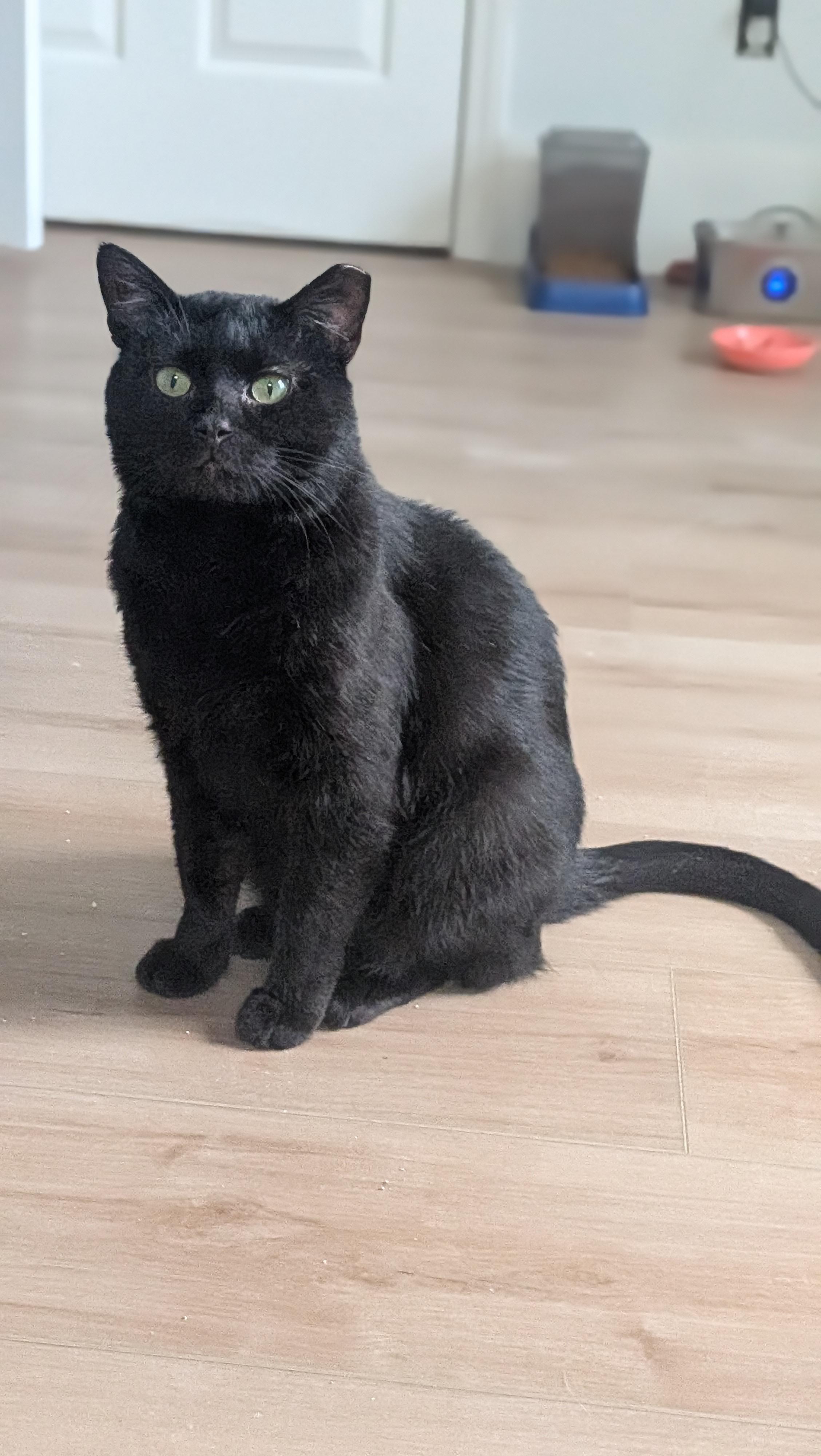 Enlarge Wishing Well, a Adopted Domestic Short Hair in Wilmington, NC image 4/4