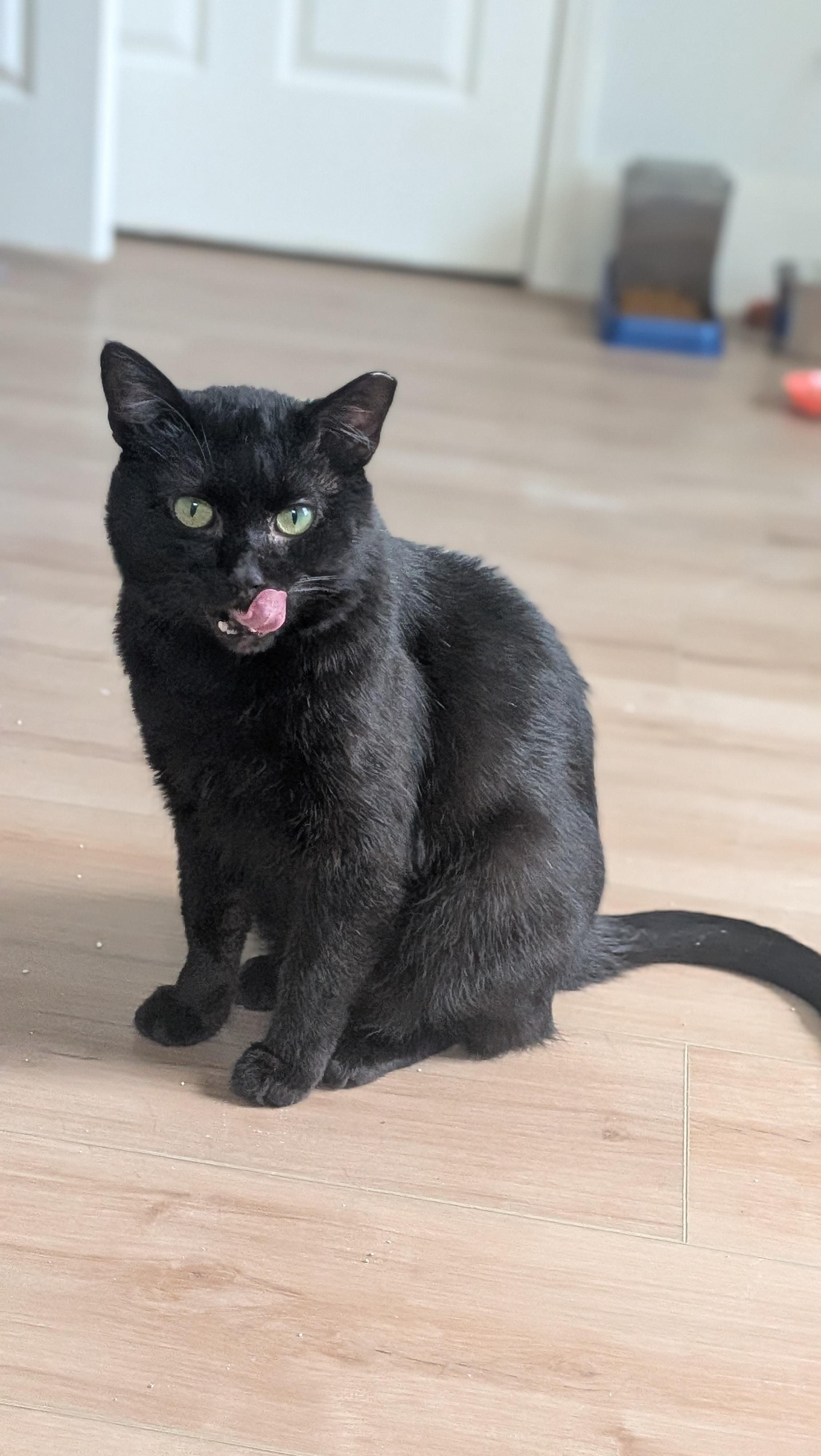 Enlarge Wishing Well, a Adopted Domestic Short Hair in Wilmington, NC image 3/4