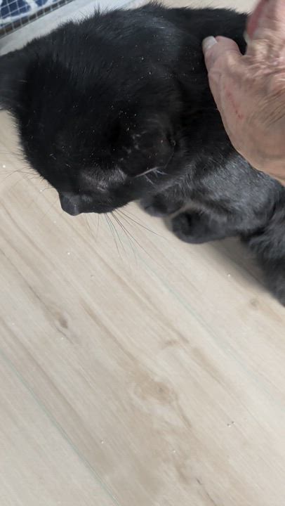 Enlarge Wishing Well, a Adopted Domestic Short Hair in Wilmington, NC video 2/4