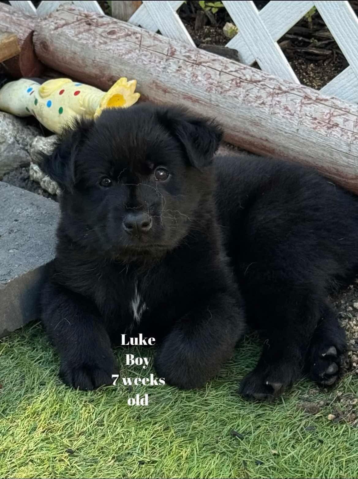 Luke