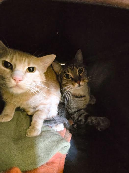 Belle, ADOPTABLE, Adult Female Domestic Short Hair.