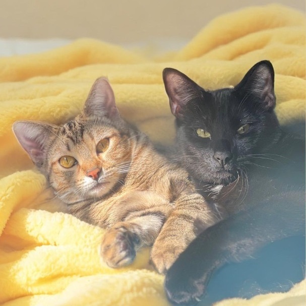 Enlarge Cash & Kiki, a Adopted Domestic Short Hair in San Diego, CA image 1/6