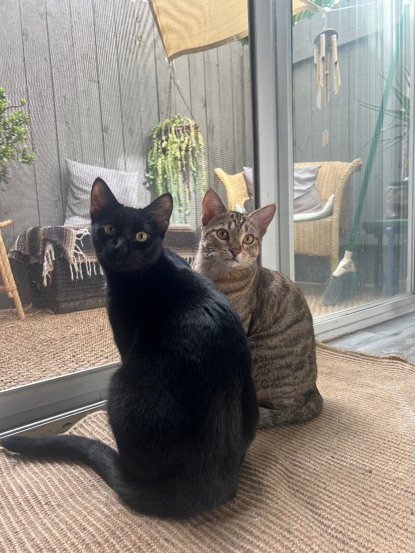Enlarge Cash & Kiki, a Adopted Domestic Short Hair in San Diego, CA image 2/6