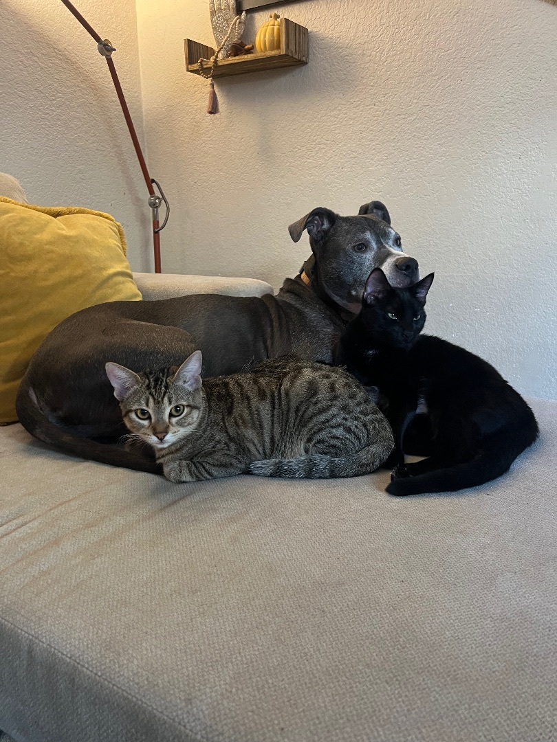 Enlarge Cash & Kiki, a Adopted Domestic Short Hair in San Diego, CA image 3/6