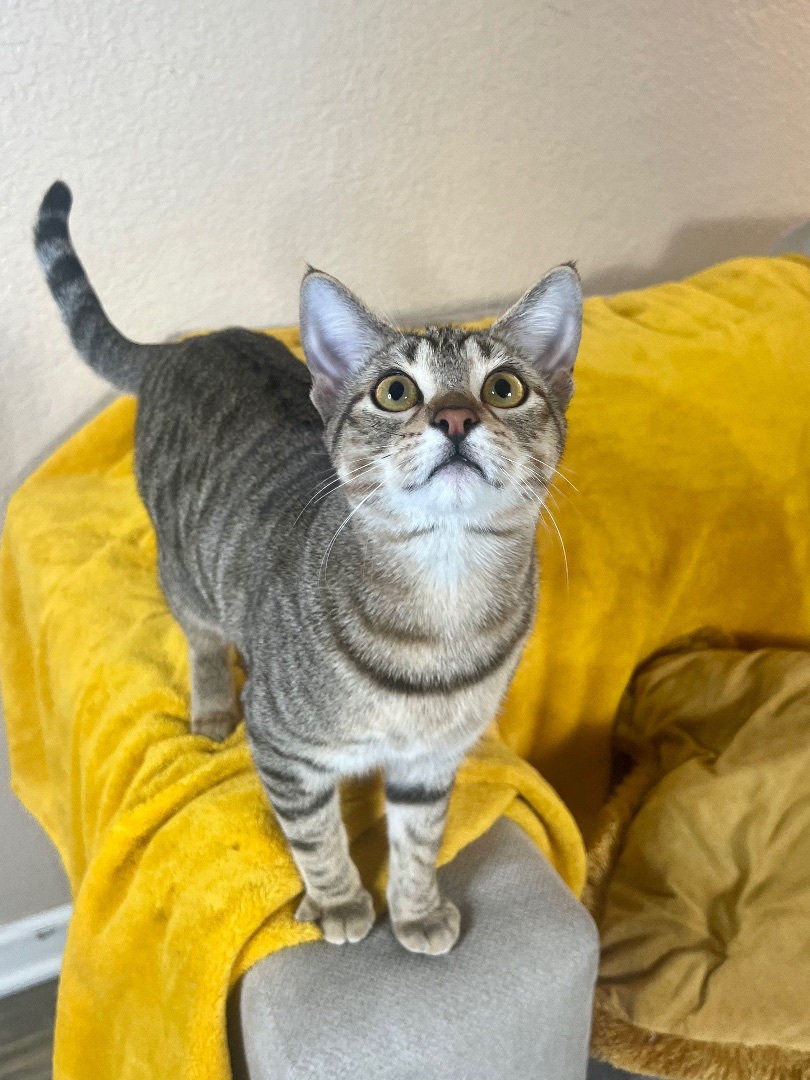 Enlarge Cash & Kiki, a Adopted Domestic Short Hair in San Diego, CA image 5/6