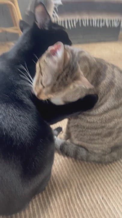 Enlarge Cash & Kiki, a Adopted Domestic Short Hair in San Diego, CA video 6/6